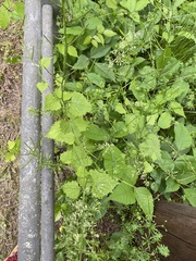 Alliaria petiolata