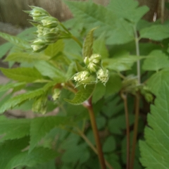 Osmorhiza longistylis