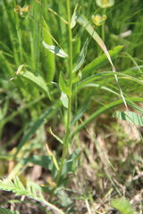 Euphorbia microcarpa