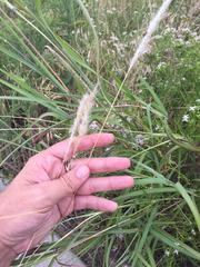 Bothriochloa torreyana
