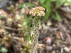 Petrosedum orientale