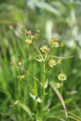 Euphorbia microcarpa