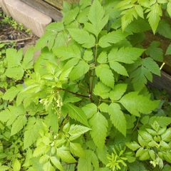 Osmorhiza longistylis