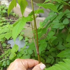 Osmorhiza longistylis
