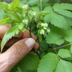 Osmorhiza longistylis