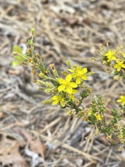 Hudsonia ericoides
