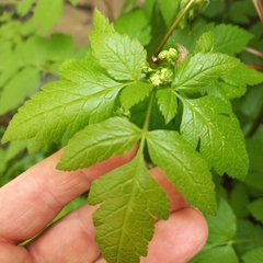 Osmorhiza longistylis