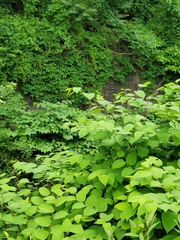 Reynoutria japonica