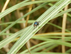 Lucilia eximia