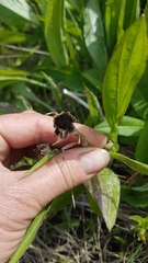 Microbotryum scorzonerae