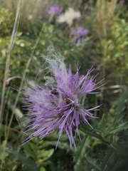 Cirsium repandum