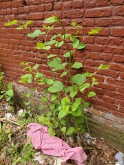 Reynoutria japonica
