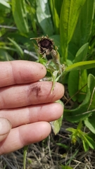 Microbotryum scorzonerae