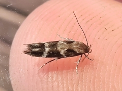 Mompha sturnipennella