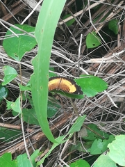 Junonia terea terea