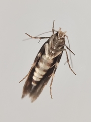 Mompha sturnipennella