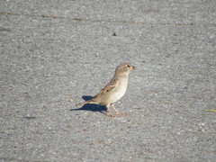 Passer domesticus