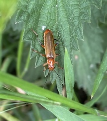 Cantharis livida
