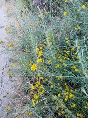 Eriophyllum jepsonii