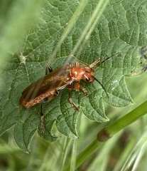 Cantharis livida
