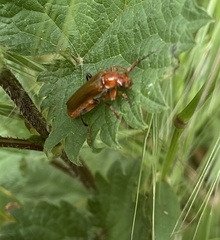 Cantharis livida