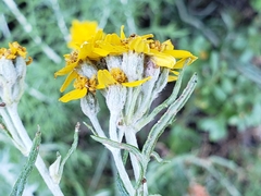 Eriophyllum jepsonii