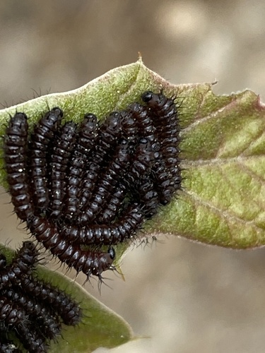 Eastern Buck Moth