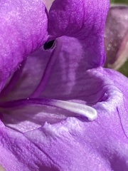 Penstemon glandulosus