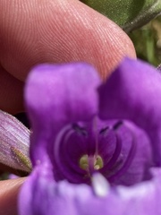 Penstemon glandulosus