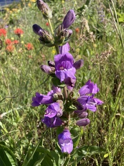 Penstemon glandulosus