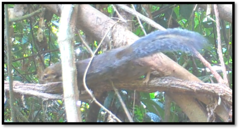 Funisciurus anerythrus