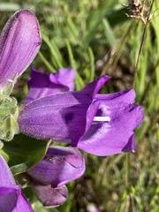 Penstemon glandulosus