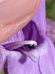 Penstemon glandulosus