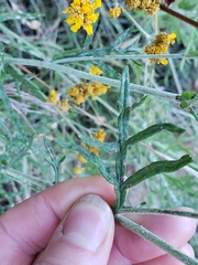 Eriophyllum jepsonii