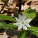 Starflower - Photo (c) Jenn Forman Orth, some rights reserved (CC BY-NC-SA)
