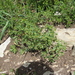 Euphorbia aulacosperma - Photo (c) Шильников Дмитрий Сергеевич, osa oikeuksista pidätetään (CC BY-NC), lähettänyt Шильников Дмитрий Сергеевич