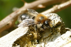 Megachile circumcincta