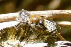 Megachile circumcincta