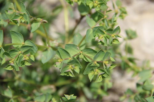 Euphorbia aulacosperma