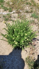 Achillea nobilis