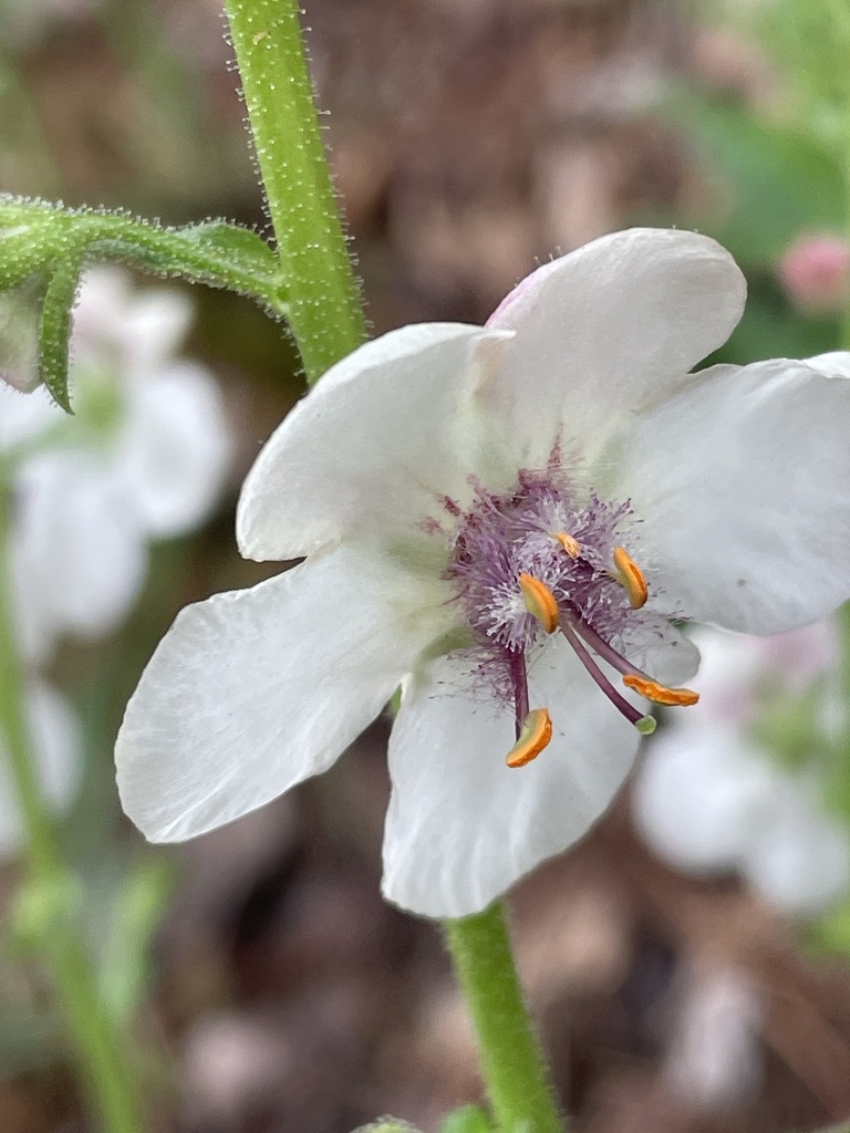 Moth mullein (Verbascum blattaria)