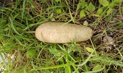 Kigelia