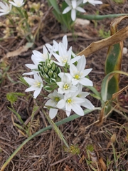 Ornithogalum