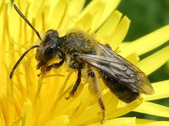 Andrena rufosignata