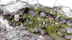 Thuidium peruvianum