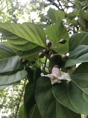 Catalpa bungei