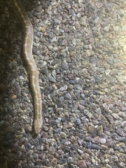 Arizona elegans philipi