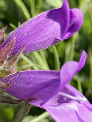 Penstemon glandulosus