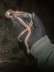 Arizona elegans philipi