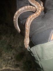 Arizona elegans philipi